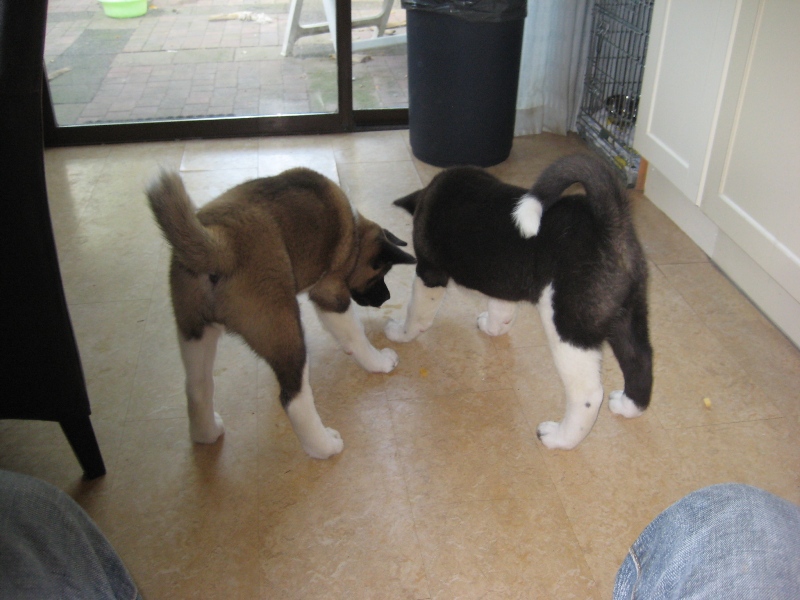 Pups